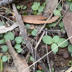 Diplodium sp. (A Greenhood) at Dryandra St Woodland - 14 May 2022 by Ned_Johnston