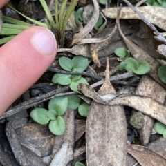 Diplodium sp. at O'Connor, ACT - suppressed