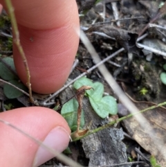 Diplodium sp. at O'Connor, ACT - suppressed