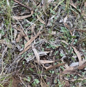 Diplodium sp. at O'Connor, ACT - suppressed