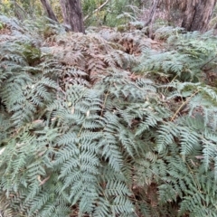 Pteridium esculentum (Bracken) at Jerrabomberra, NSW - 14 May 2022 by SteveBorkowskis