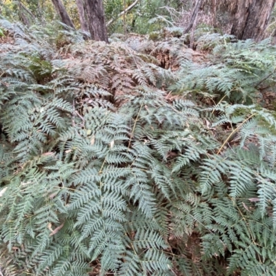 Pteridium esculentum (Bracken) at Jerrabomberra, NSW - 14 May 2022 by SteveBorkowskis