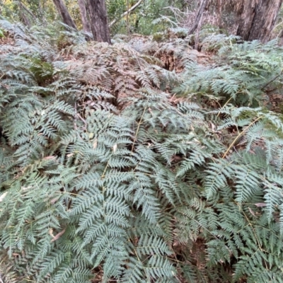 Pteridium esculentum (Bracken) at Jerrabomberra, NSW - 14 May 2022 by SteveBorkowskis