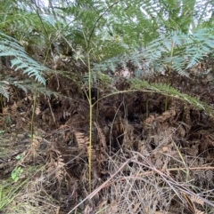 Pteridium esculentum at Jerrabomberra, NSW - 14 May 2022