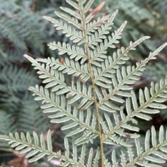 Pteridium esculentum at Jerrabomberra, NSW - 14 May 2022