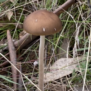 Oudemansiella gigaspora group at Jerrabomberra, NSW - 14 May 2022