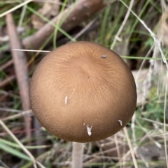 Oudemansiella gigaspora group at Jerrabomberra, NSW - 14 May 2022 01:51 PM