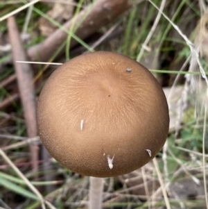 Oudemansiella gigaspora group at Jerrabomberra, NSW - 14 May 2022