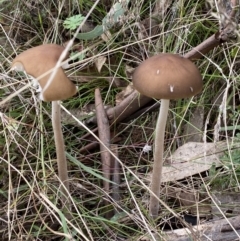 Oudemansiella gigaspora group at Jerrabomberra, NSW - 14 May 2022