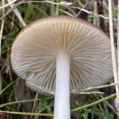 Oudemansiella gigaspora group at Jerrabomberra, NSW - 14 May 2022