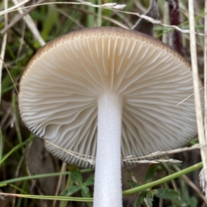 Oudemansiella gigaspora group at Jerrabomberra, NSW - 14 May 2022