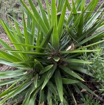 Yucca sp. at QPRC LGA - 14 May 2022 by Steve_Bok