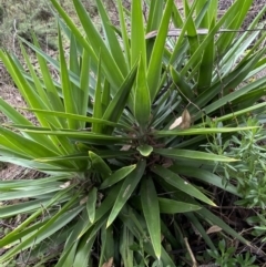Yucca sp. at Jerrabomberra, NSW - 14 May 2022 by Steve_Bok