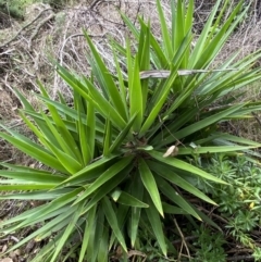 Yucca sp. at Jerrabomberra, NSW - 14 May 2022