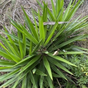 Yucca sp. at Jerrabomberra, NSW - 14 May 2022