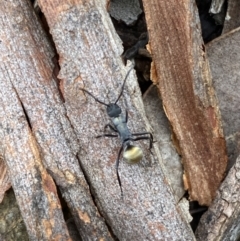 Polyrhachis ammon (Golden-spined Ant, Golden Ant) at QPRC LGA - 14 May 2022 by Steve_Bok