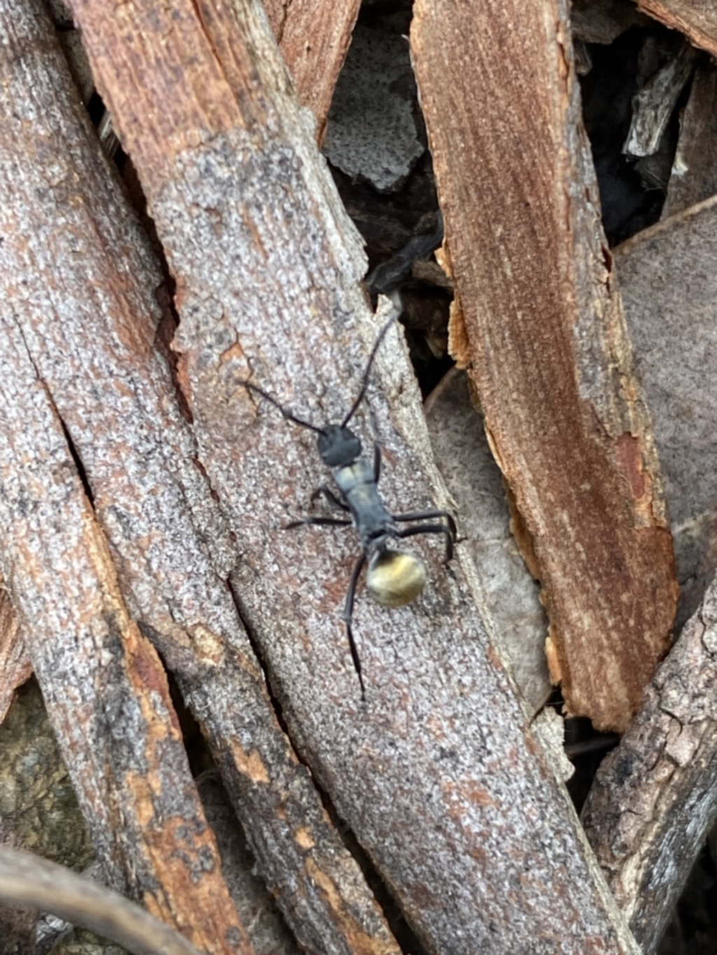 Polyrhachis ammon at Jerrabomberra, NSW - 14 May 2022