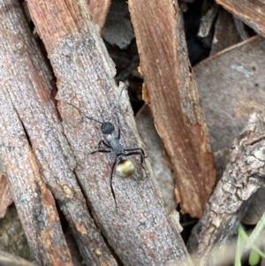 Polyrhachis ammon at Jerrabomberra, NSW - 14 May 2022