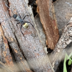 Polyrhachis ammon at Jerrabomberra, NSW - 14 May 2022