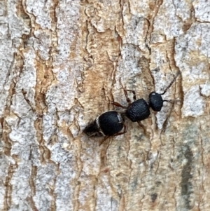 Aglaotilla sp. (genus) at QPRC LGA - 14 May 2022