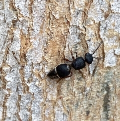 Aglaotilla sp. (genus) (Australian Velvet Ant) at Jerrabomberra, NSW - 14 May 2022 by Steve_Bok