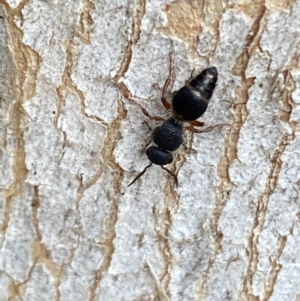 Aglaotilla sp. (genus) at QPRC LGA - 14 May 2022 01:23 PM