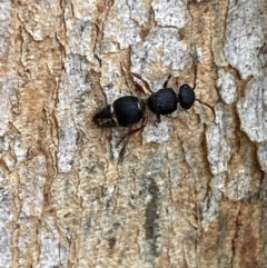 Aglaotilla sp. (genus) at QPRC LGA - 14 May 2022 01:23 PM