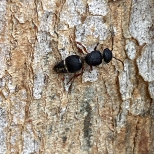 Aglaotilla sp. (genus) at QPRC LGA - 14 May 2022 01:23 PM