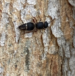 Aglaotilla sp. (genus) at QPRC LGA - 14 May 2022 01:23 PM