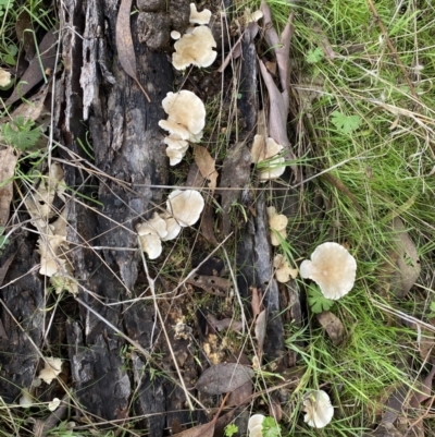 Unidentified Fungus at Jerrabomberra, NSW - 14 May 2022 by Steve_Bok