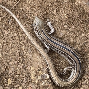 Ctenotus robustus at Jerrabomberra, NSW - 14 May 2022 12:33 PM