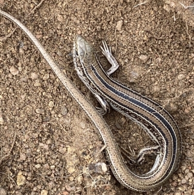 Ctenotus robustus (Robust Striped-skink) at Jerrabomberra, NSW - 14 May 2022 by SteveBorkowskis