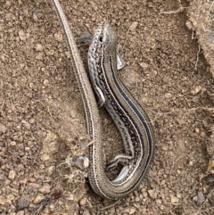 Ctenotus robustus at Jerrabomberra, NSW - 14 May 2022 12:33 PM