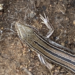 Ctenotus robustus at Jerrabomberra, NSW - 14 May 2022