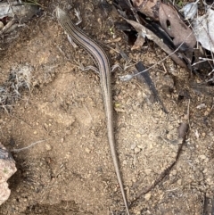 Ctenotus robustus at Jerrabomberra, NSW - 14 May 2022 12:33 PM