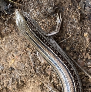 Ctenotus robustus at Jerrabomberra, NSW - 14 May 2022