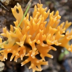 zz coralloid at Jerrabomberra, NSW - 14 May 2022 by SteveBorkowskis
