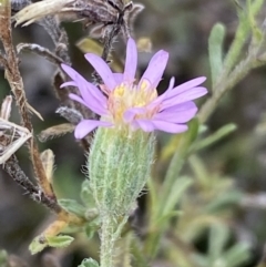 Vittadinia cuneata (Fuzzweed, New Holland Daisy) at Jerrabomberra, NSW - 14 May 2022 by SteveBorkowskis