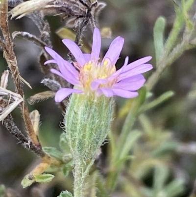 Vittadinia cuneata (Fuzzweed, New Holland Daisy) at Jerrabomberra, NSW - 14 May 2022 by Steve_Bok