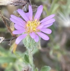 Vittadinia cuneata at Jerrabomberra, NSW - 14 May 2022