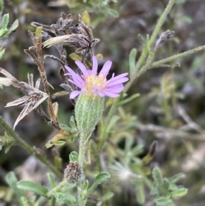 Vittadinia cuneata at Jerrabomberra, NSW - 14 May 2022