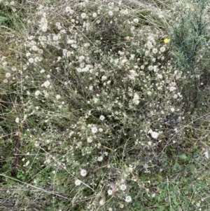 Vittadinia cuneata at Jerrabomberra, NSW - 14 May 2022