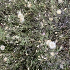 Vittadinia cuneata at Jerrabomberra, NSW - 14 May 2022