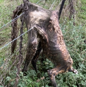 Macropus sp. at Jerrabomberra, NSW - 14 May 2022 12:05 PM