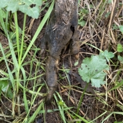 Macropus sp. (genus) at Jerrabomberra, NSW - 14 May 2022 12:05 PM