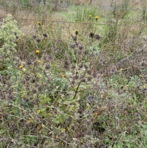 Bidens pilosa at Jerrabomberra, NSW - 14 May 2022