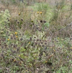 Bidens pilosa at Jerrabomberra, NSW - 14 May 2022