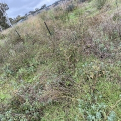 Bidens pilosa at Jerrabomberra, NSW - 14 May 2022