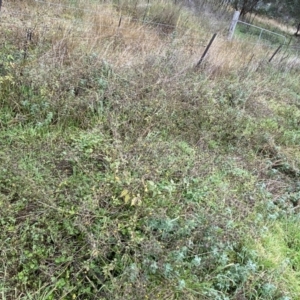 Bidens pilosa at Jerrabomberra, NSW - 14 May 2022