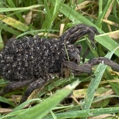 Lycosidae (family) (Unidentified wolf spider) at Jerrabomberra, NSW - 14 May 2022 by SteveBorkowskis